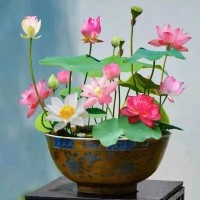 মাল্টিকালার পদ্ম ফুলের বীজ
